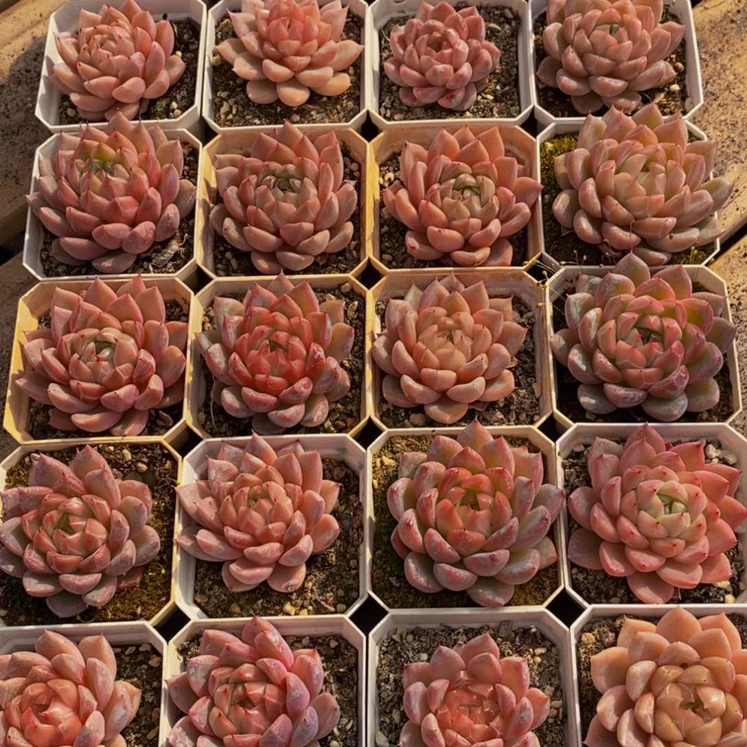 626多肉植物保护研究所所长