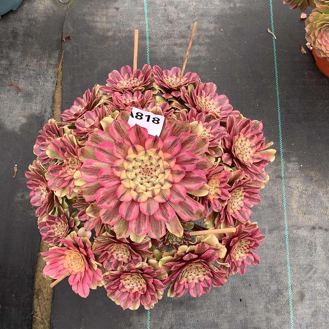 天*佳丽818.多肉植物