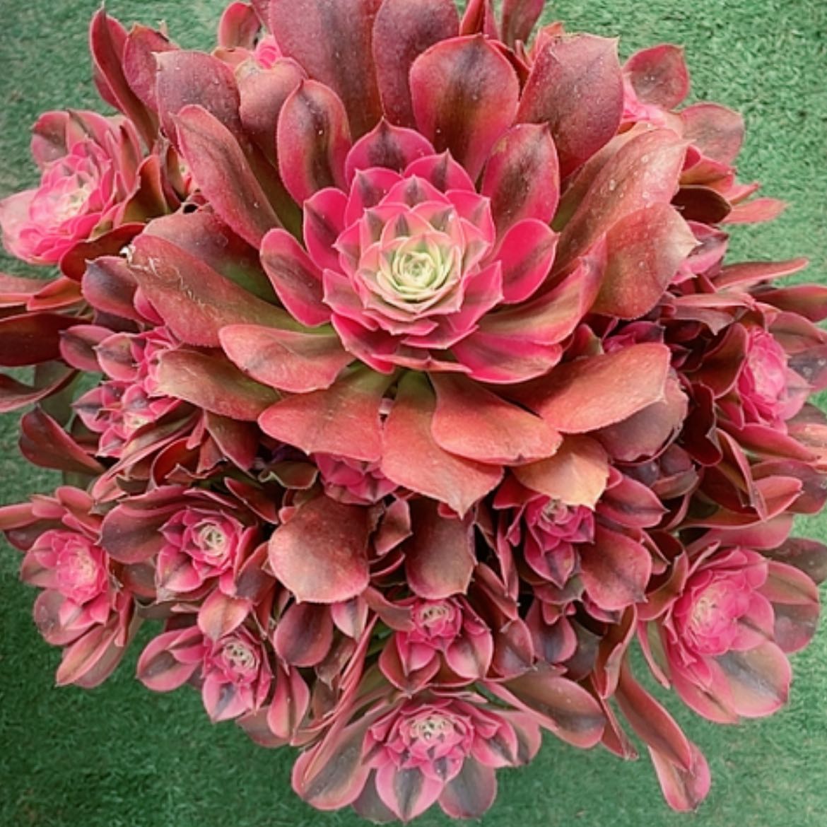 【闪购商品】法师好看也好养