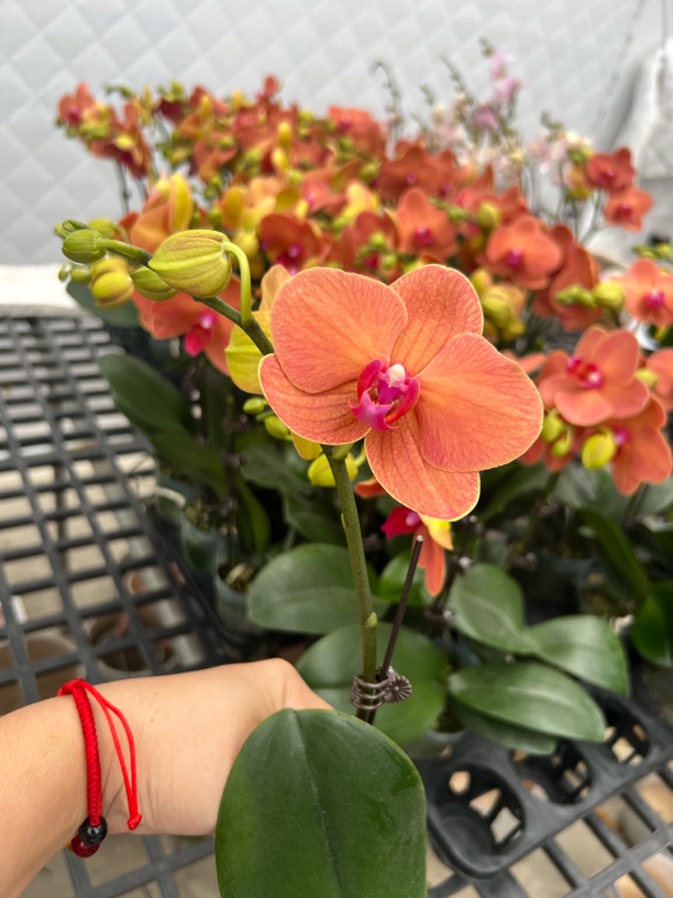 《金桔》爱马仕橙色 蜡质花蝴蝶兰