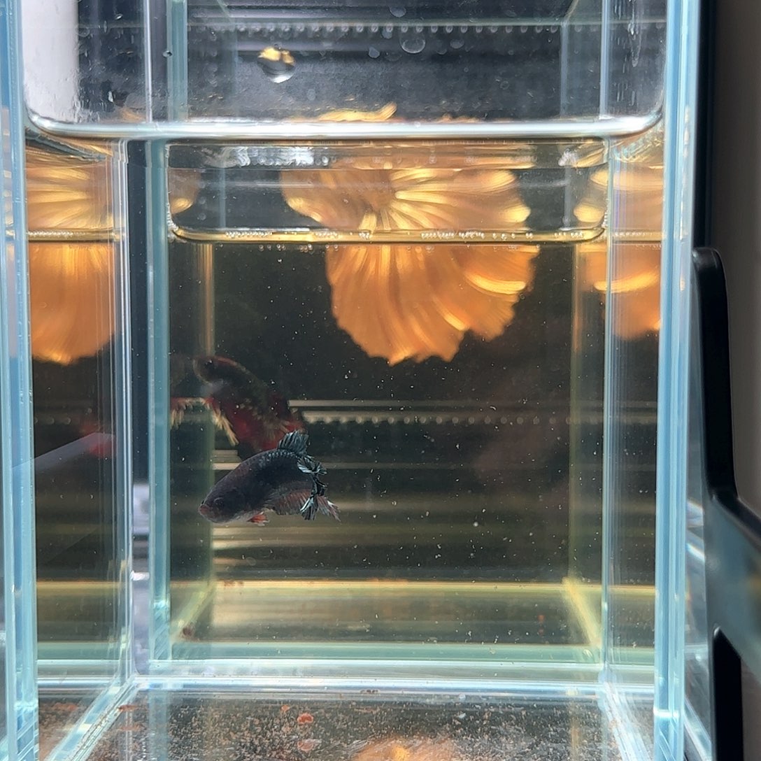 斗鱼活体观赏鱼好养耐活