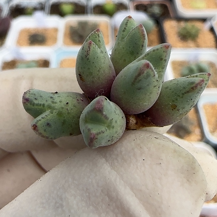 啊***陈608园艺优选猪蹄985