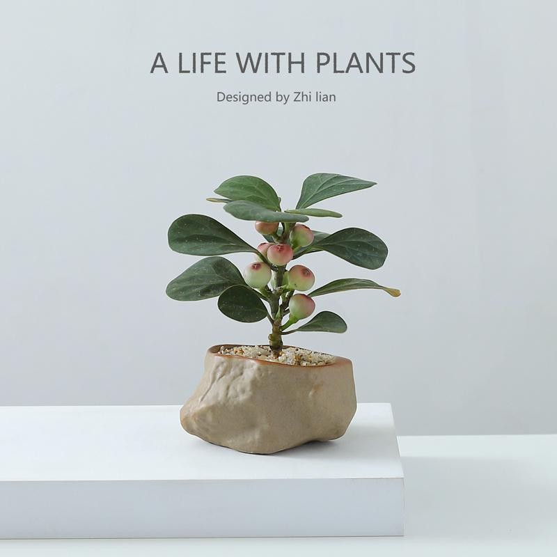 小盼菩提带果盆栽植物卧室内盆景办公室桌面好养净化空气观叶绿植
