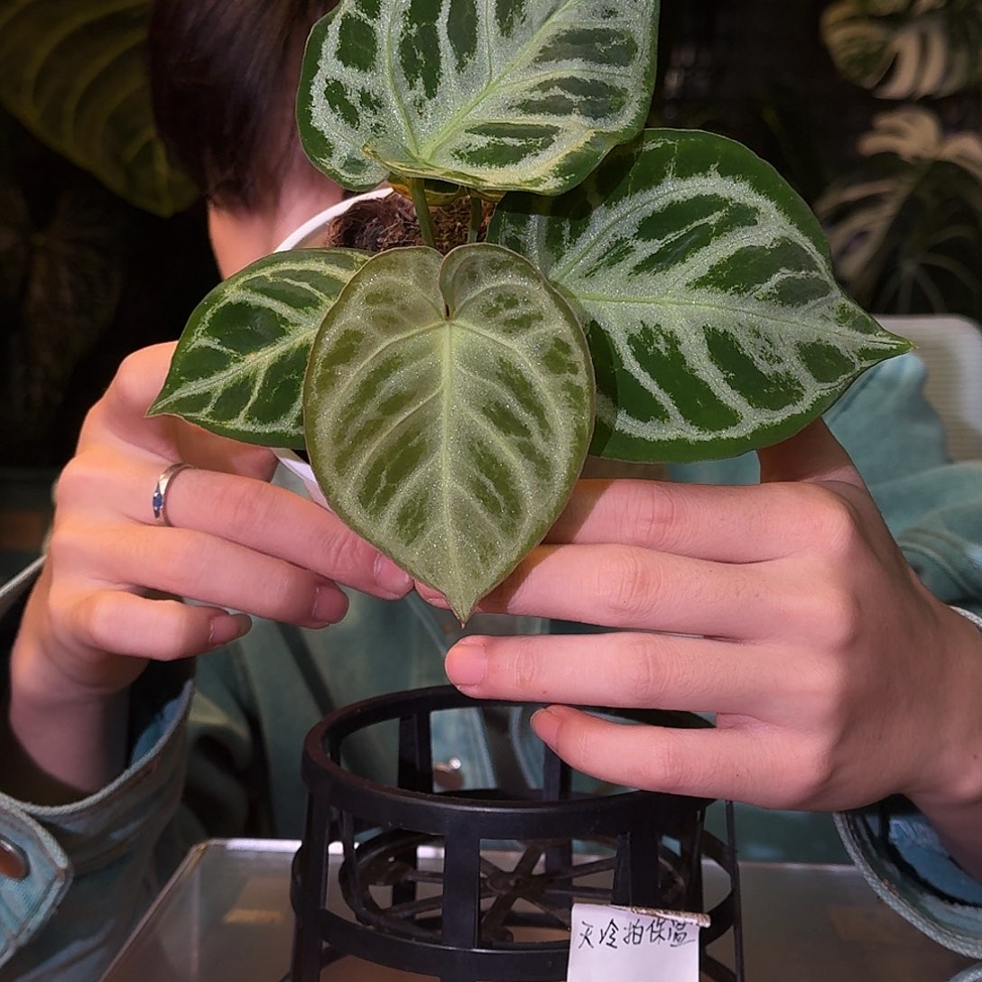 不开花植物M50银色面纱杂铜锣烧