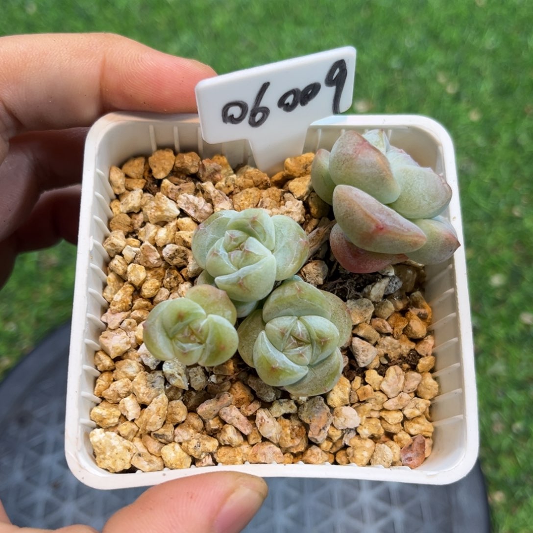 06009绿体翡翠冰玉大长腿