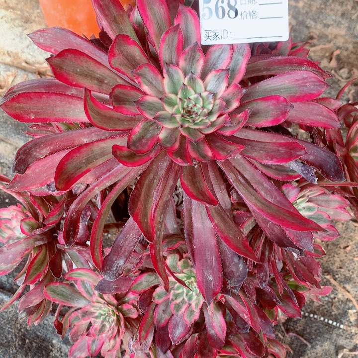 多肉植物仙子568