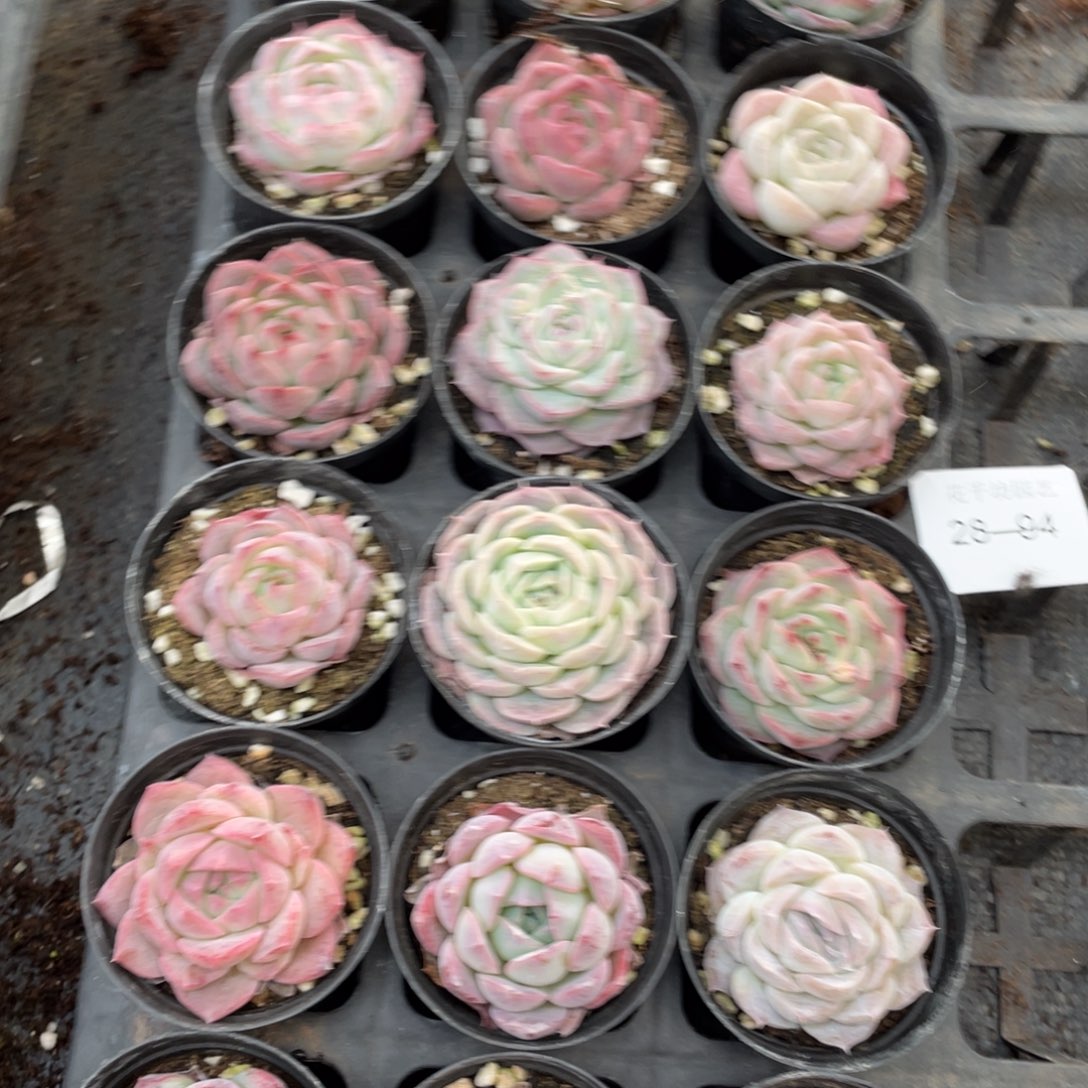 A****I一物一拍18颗28-94