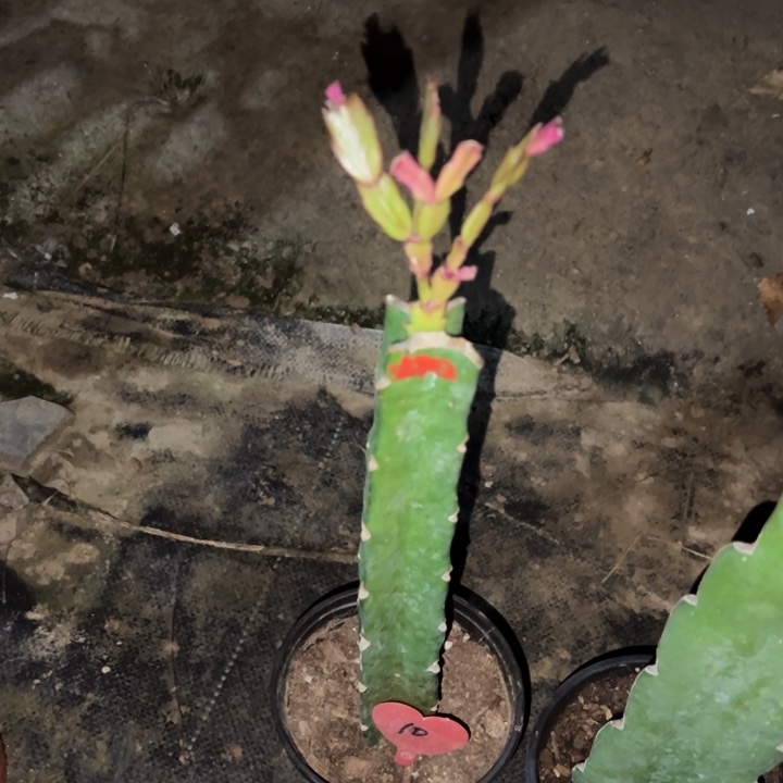新***哥当前无花栽培后可以开花太阳10