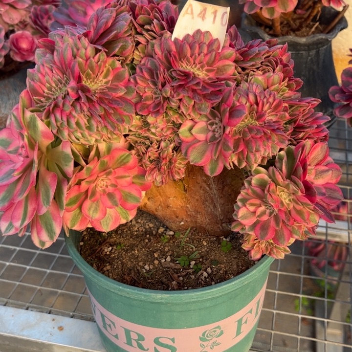 410倾城缀化22厘米左右