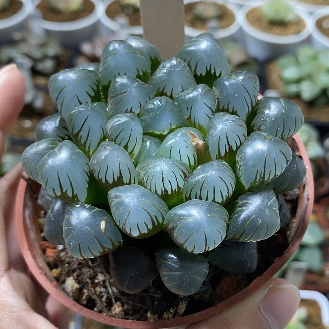 38潘灯哈哈哈哈哈哈