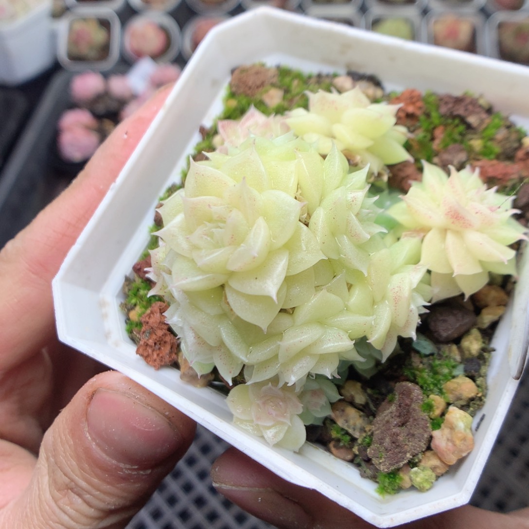 无花朵S105。yyyyyyy