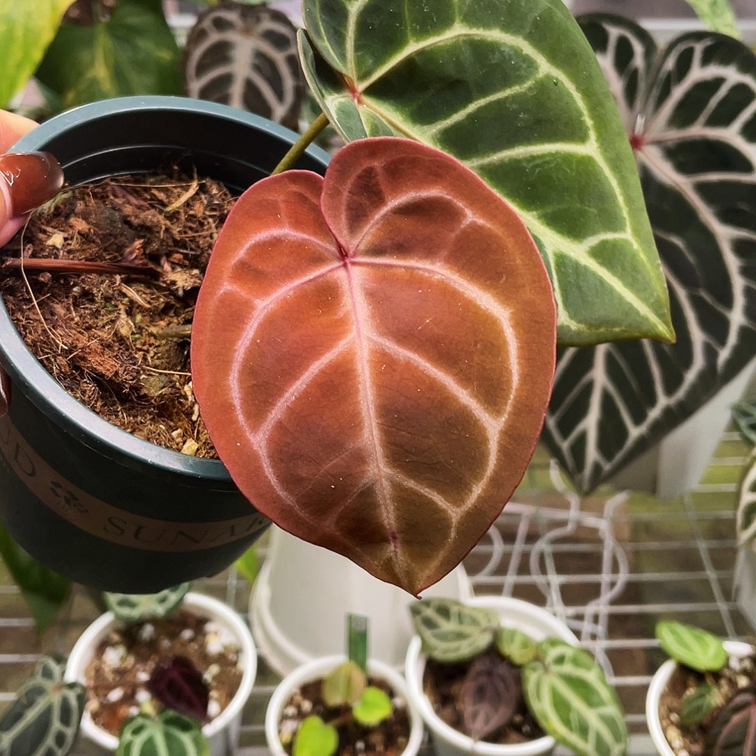 完全开放粉水晶杂