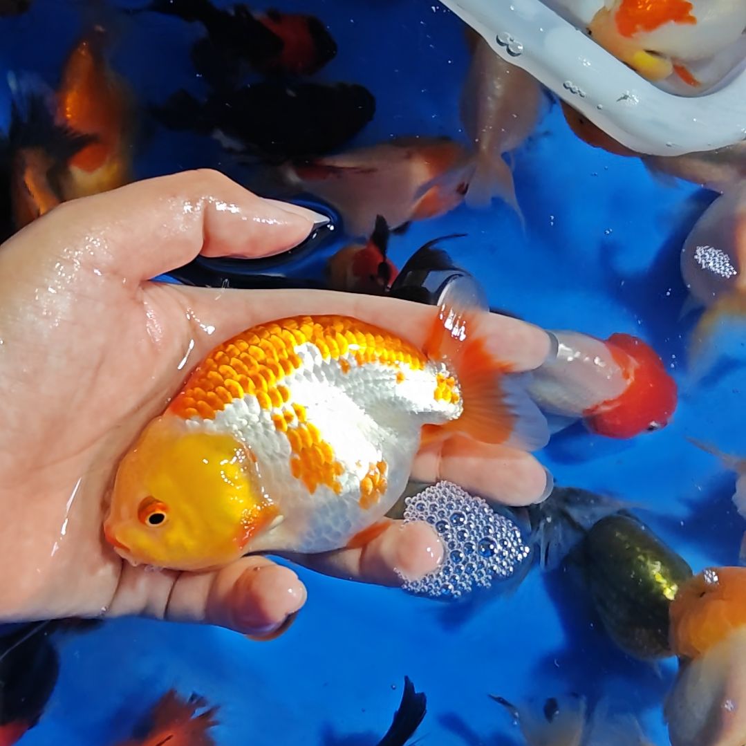 金鱼泰狮金鱼冷水好养