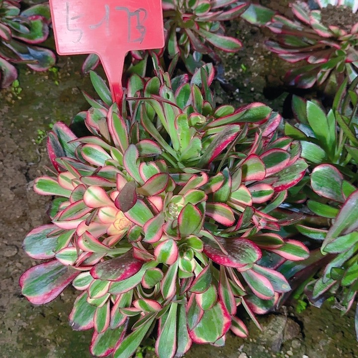 5-178香奈儿多肉法师