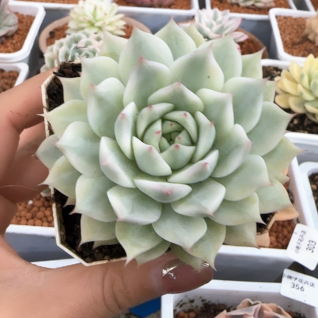 Tp锦多肉植物提取