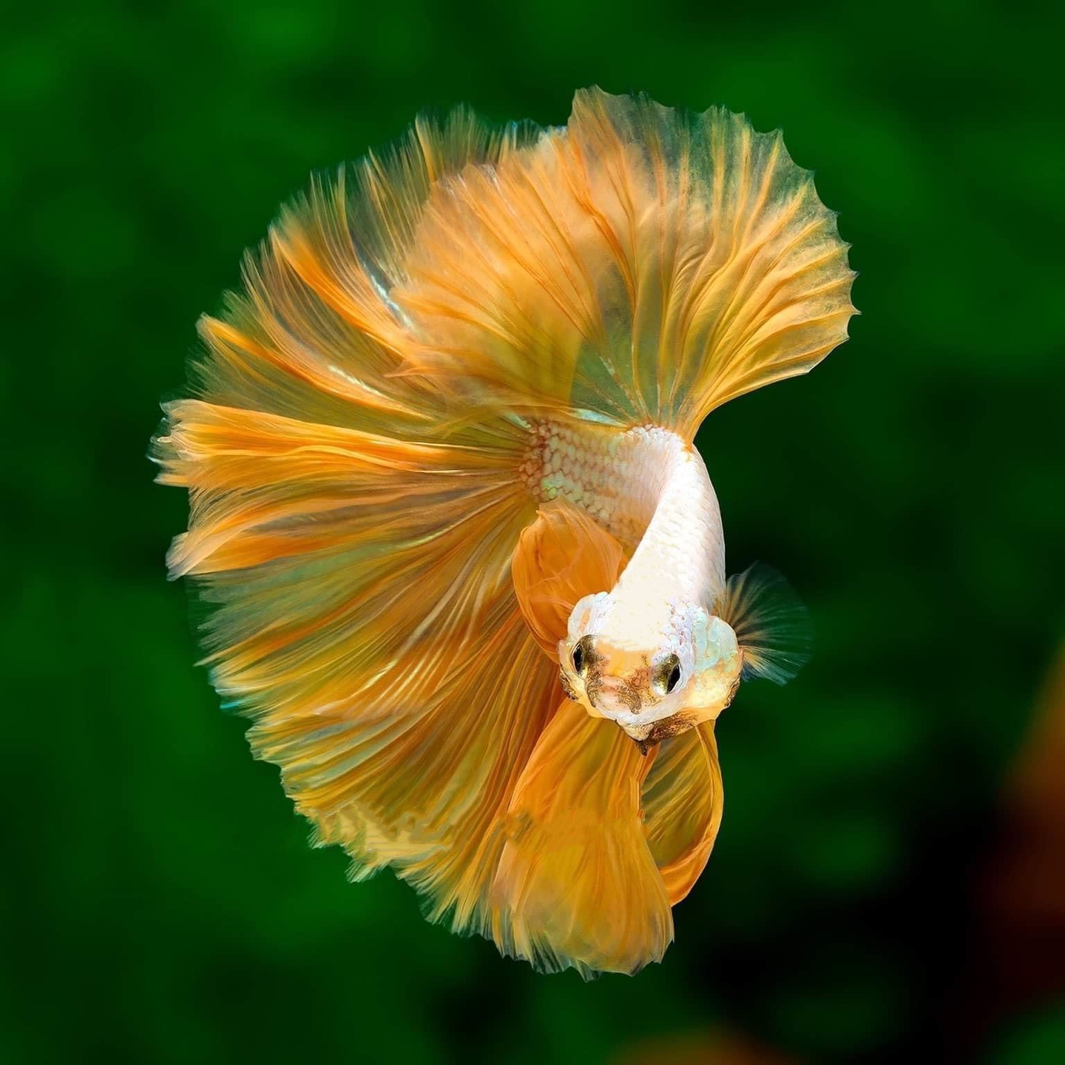 【145-168】泰国斗鱼狮王半月母斗鱼观赏鱼热带鱼宠物淡水鱼鱼缸