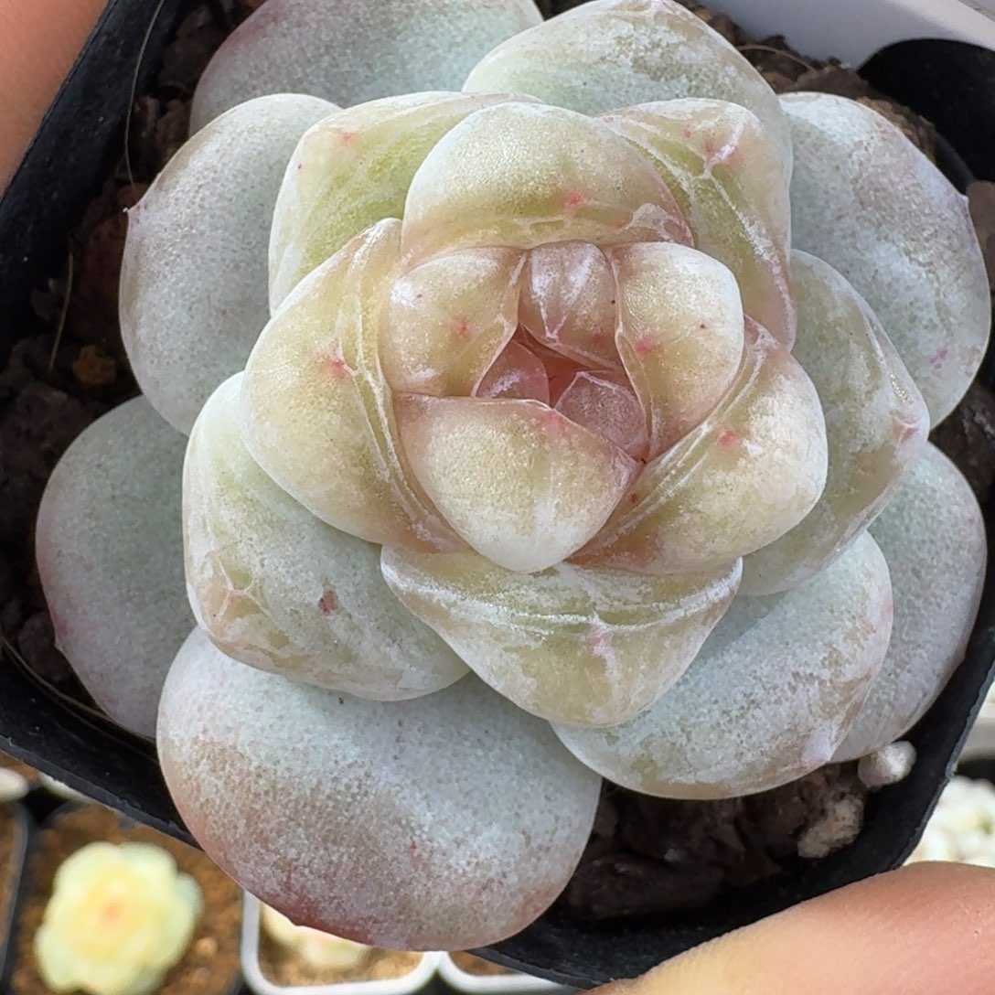 0103-36-白果汁单头一颗多肉