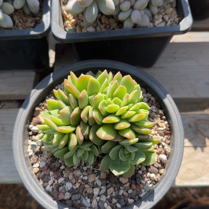 翠鸟缀化五十包邮老桩