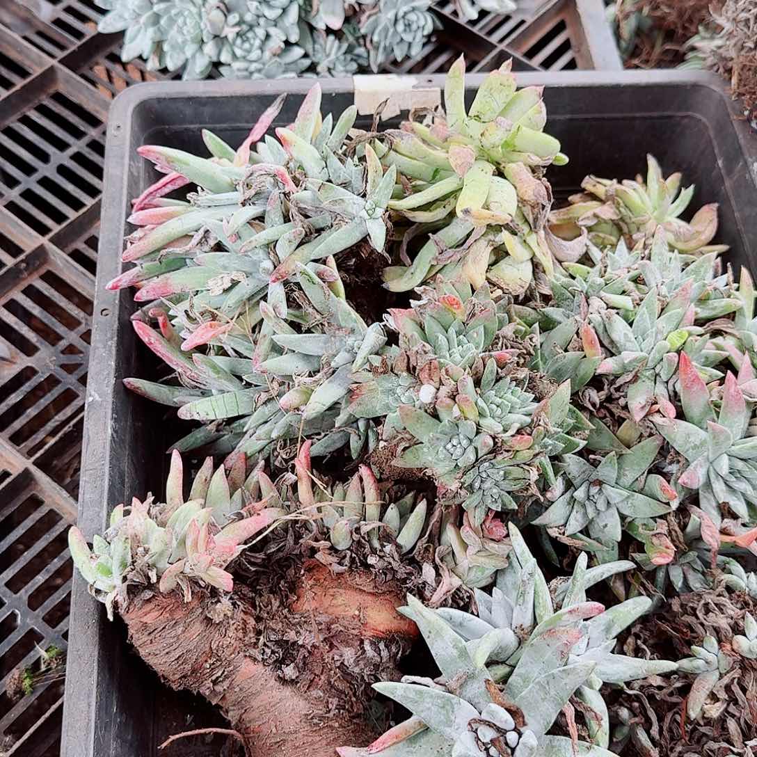 9654瑕疵框拍不售后