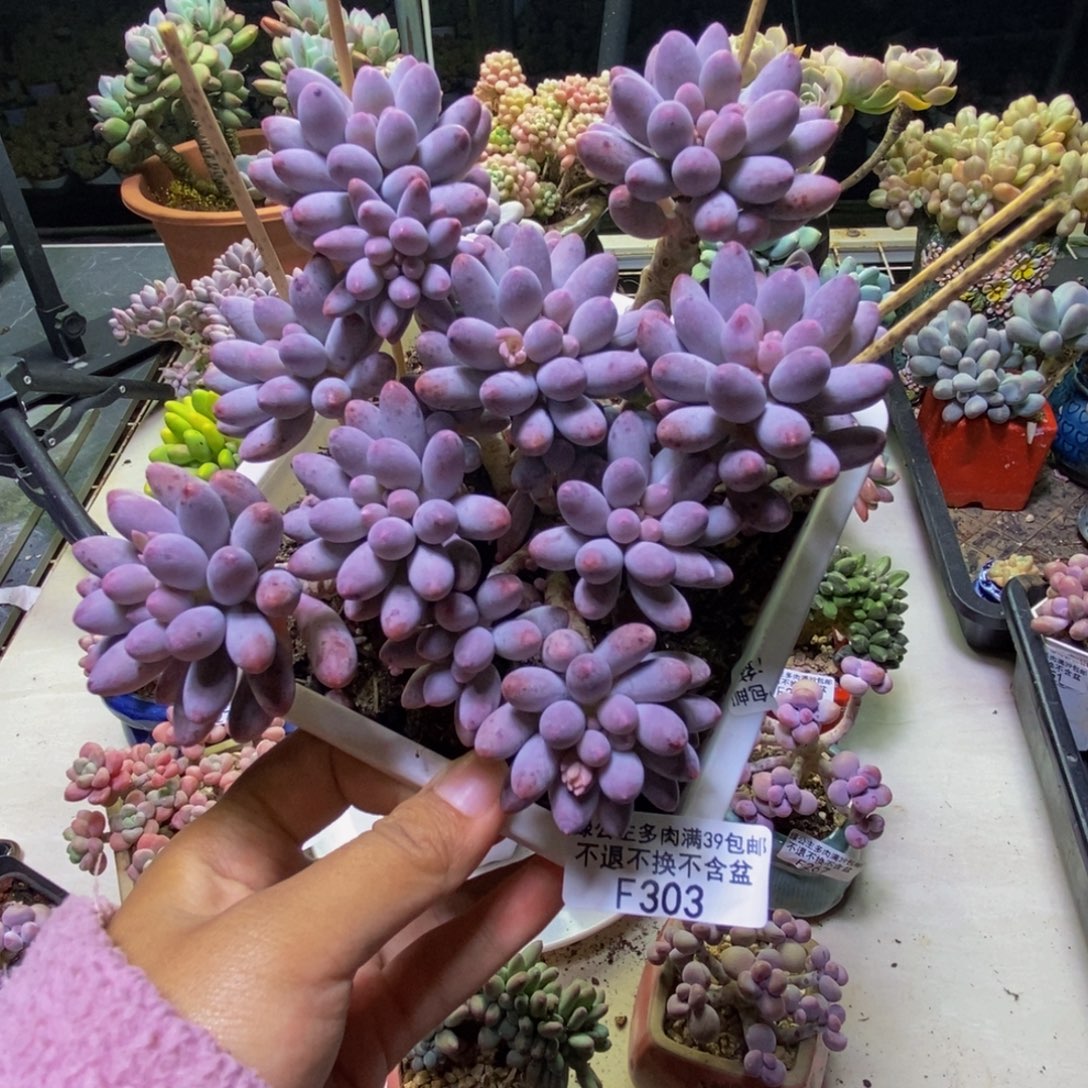 303婴儿手指多肉11cm