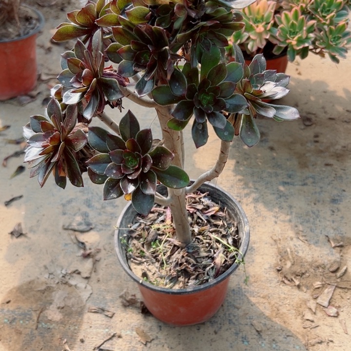 ，383甜茶多肉植物