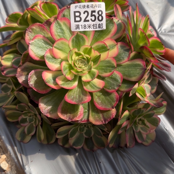 多肉 海绳多肉法师植物