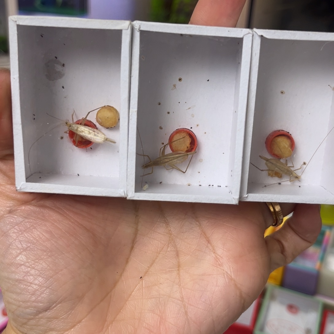 柬埔寨竹蛉3只短须拍拍拍拍