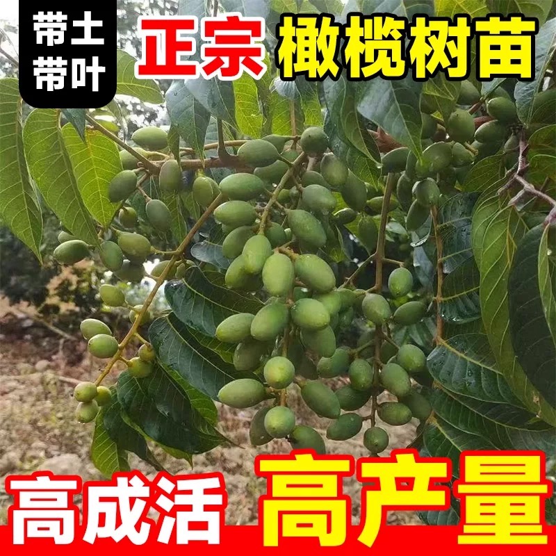 正宗甜橄榄树苗纯甜回甘青橄榄果嫁接苗当年结果南方庭院盆栽橄榄