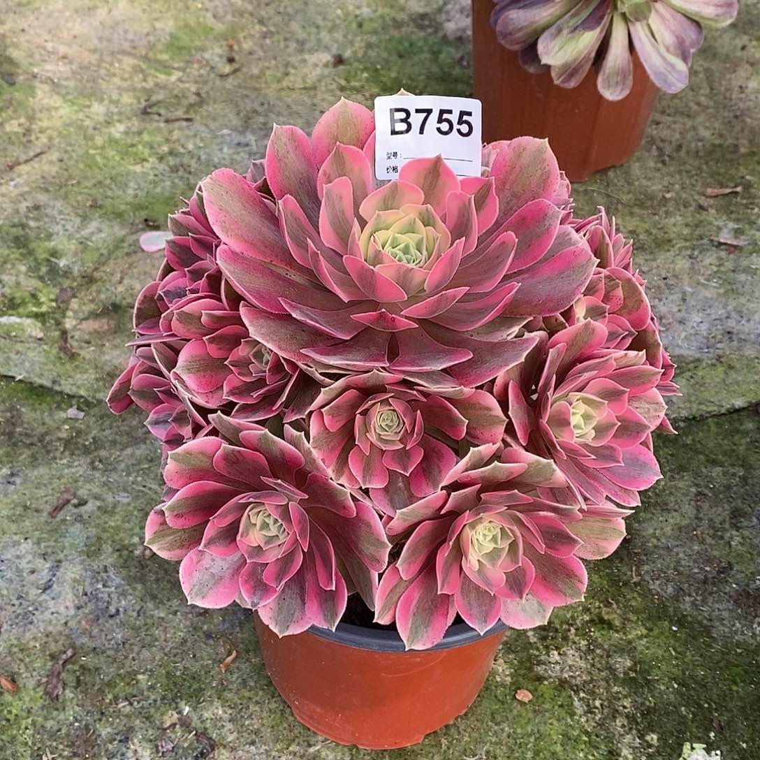 女妖多肉植物755