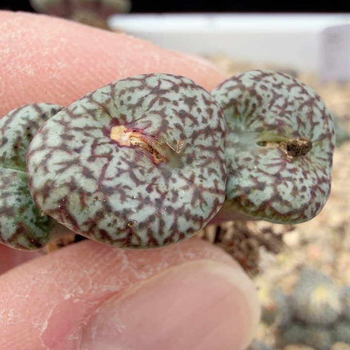 蜻****呱12-11-c7 蜻蜓队长 康菩提sp