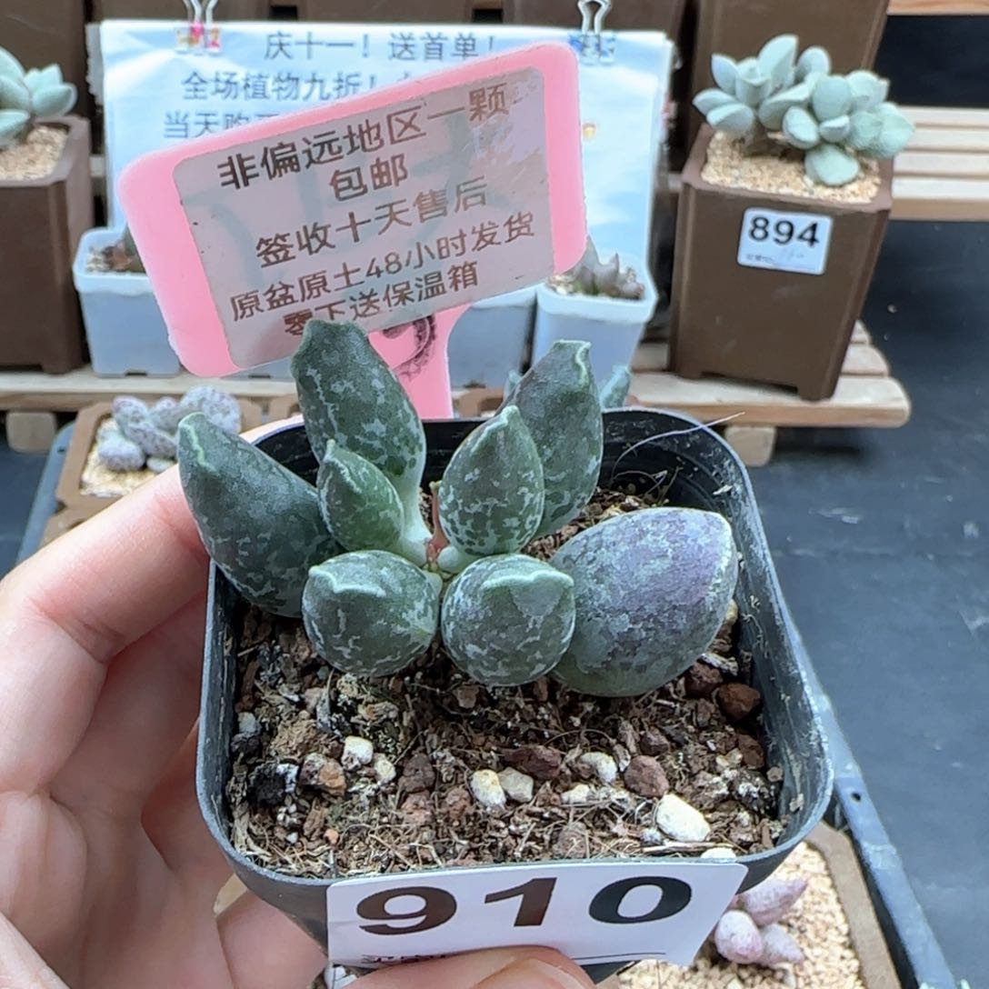 910紫肌海报二代