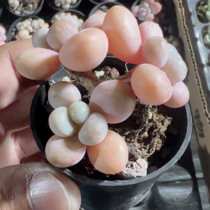 红洛神精品多肉植物