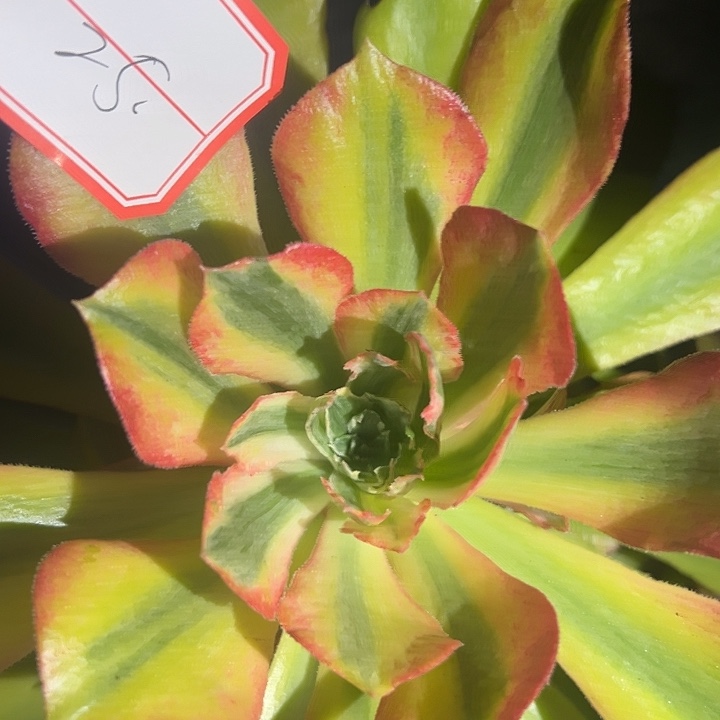 法师锦好好看啊哈哈25