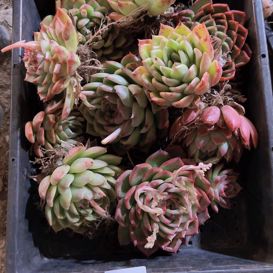 直播一物一拍多肉117