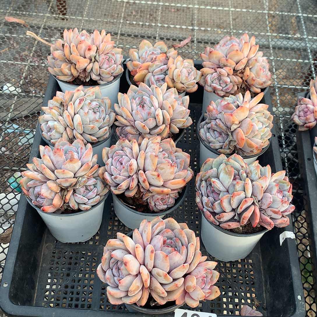494橙子多肉植物组合