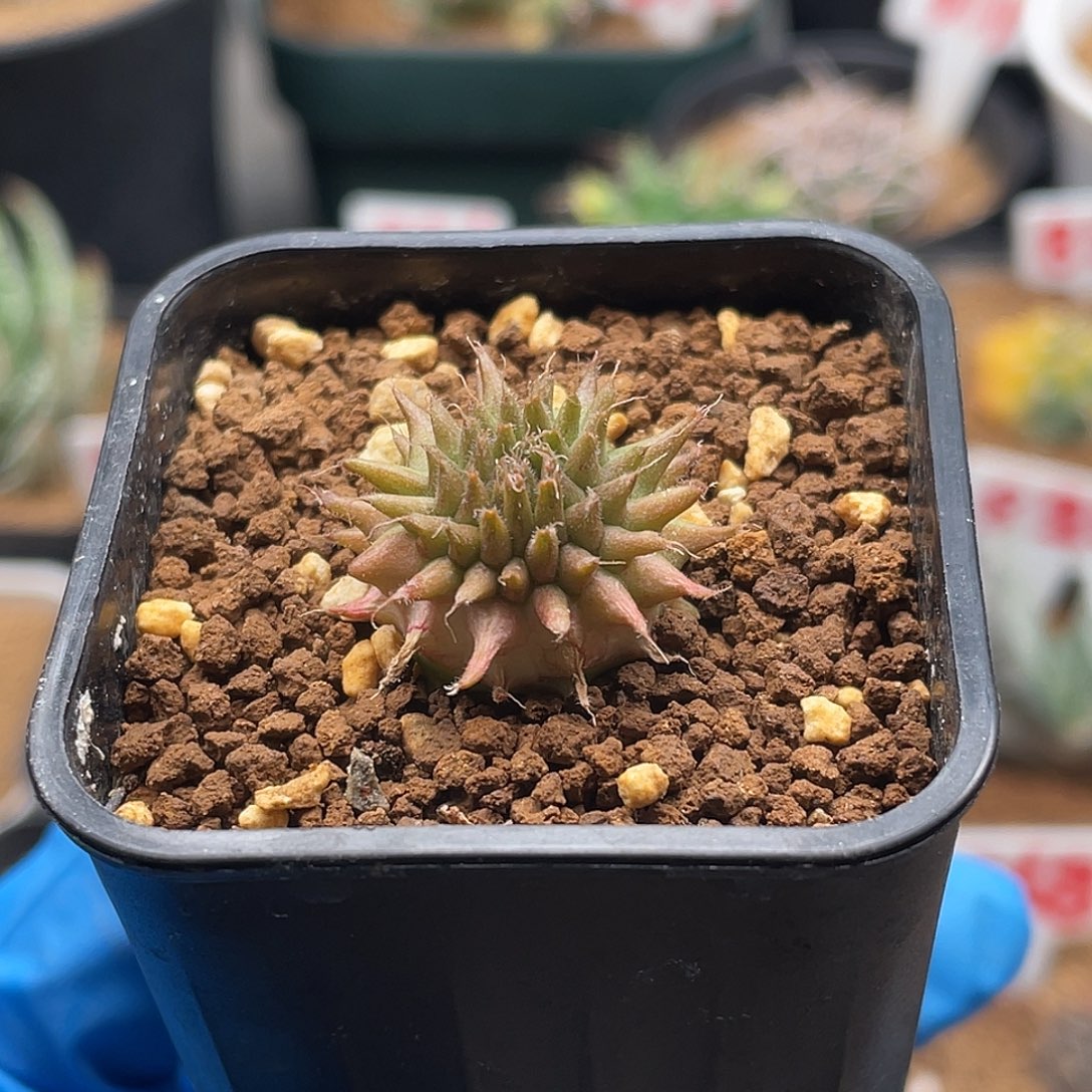 实生艳肌海胆大戟