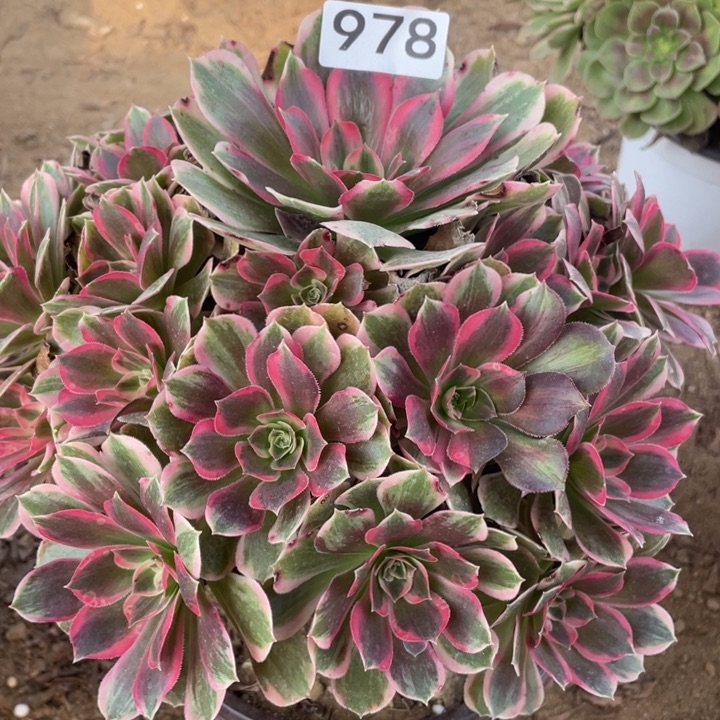 无花朵978多肉植物男神