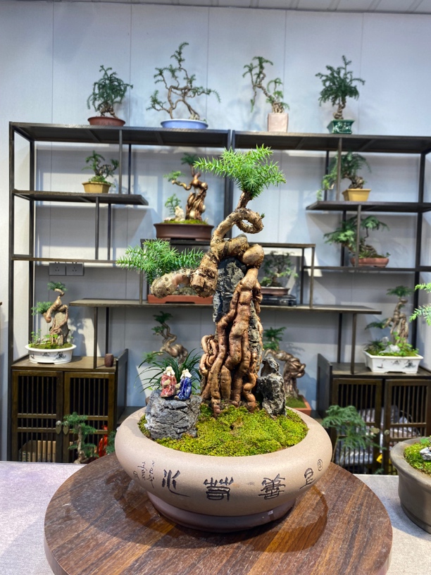 精品老桩抱石澳洲杉盆景文人桩年功桩不老松常青树办公茶台盆景