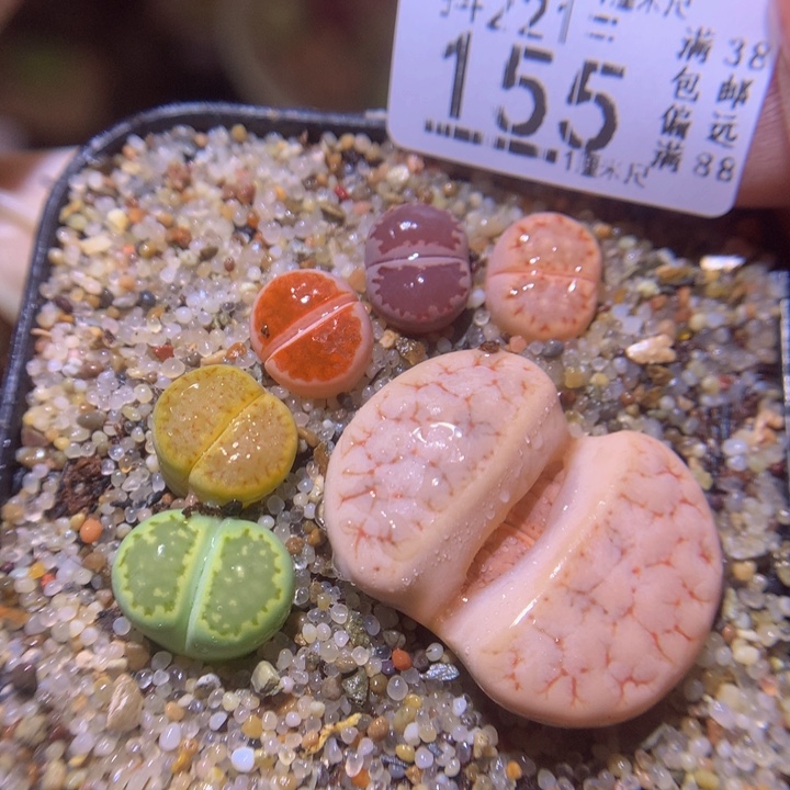 精品生石花221.155