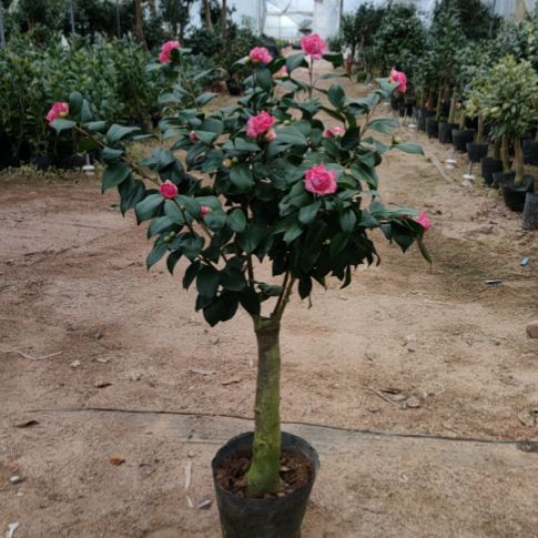 大部分花苞少量开放薄荷糖嫁接