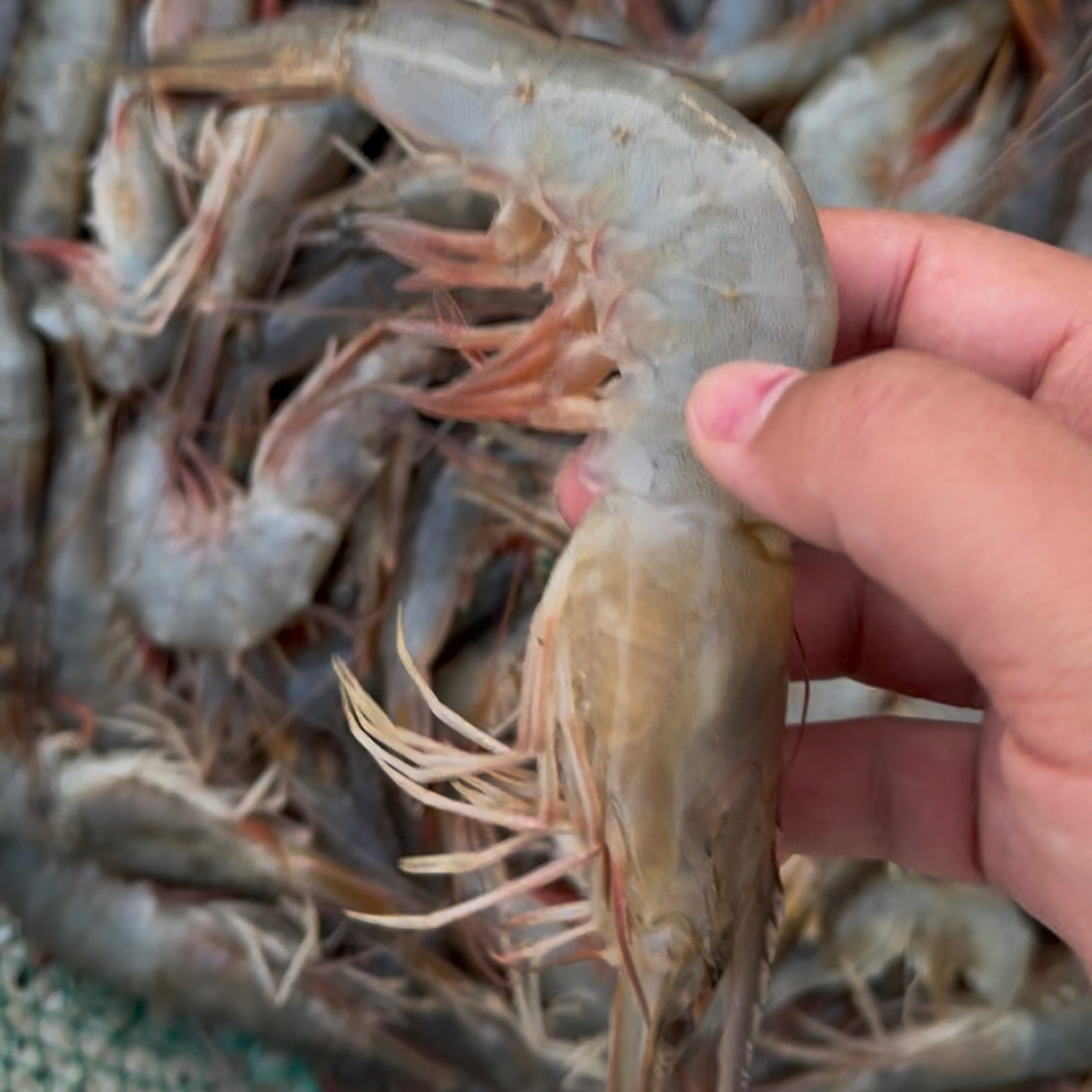 野生黄海，小船海捕，黄海大对虾。