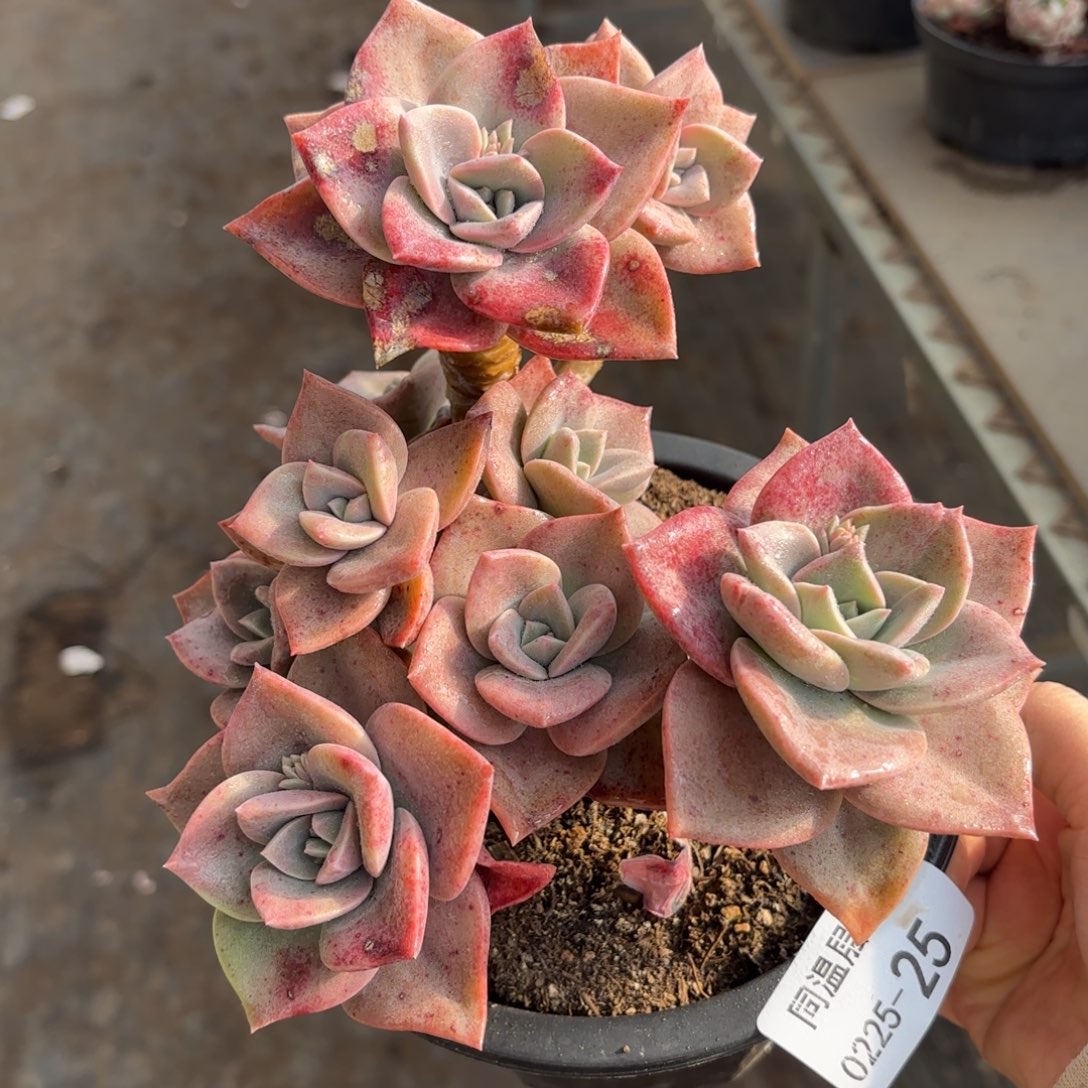 同温层多肉旭赫25