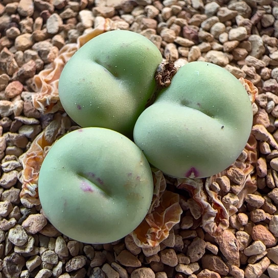 4.21.5/s嘴 三头/福利