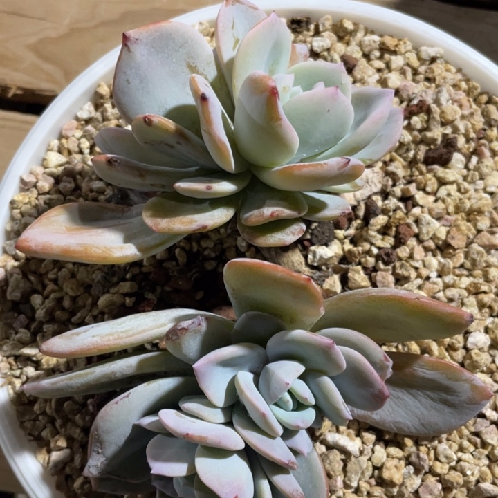 5头粗腿分心韩奶茶瑕疵福利