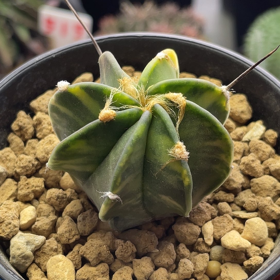 实生狂刺水牛角大凤玉仙人球