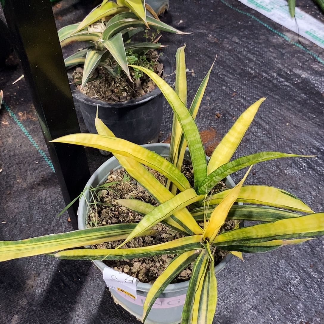 や***ぬ无花朵不知名虎皮兰