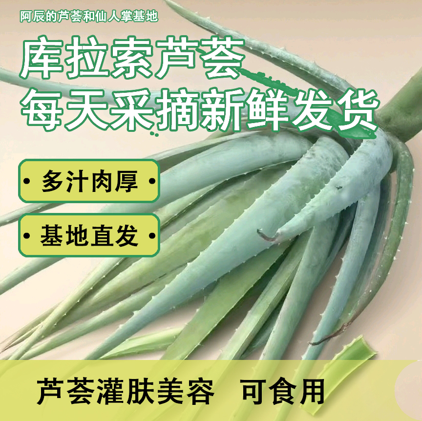 库拉索芦荟美容灌肤可食用补水天然种植多肉植物室内盆栽美容院
