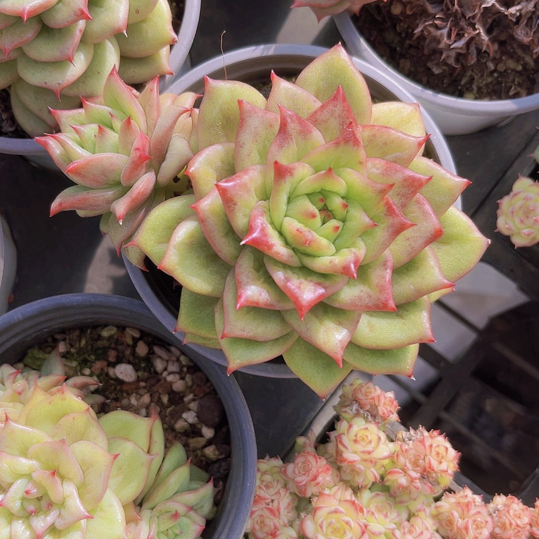 林肯玛利亚10公分998888888