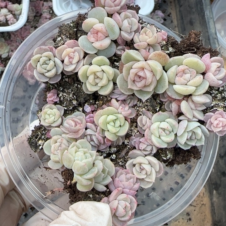 56号王者系列种播苗一盒