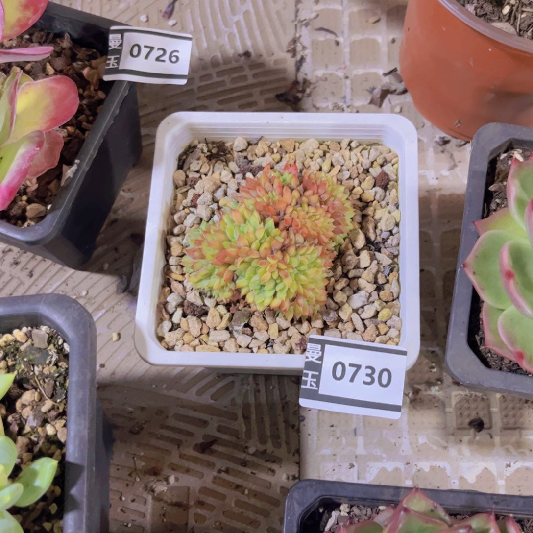 拿铁缀多肉植物0730